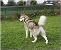 Besuch Nanooq 264